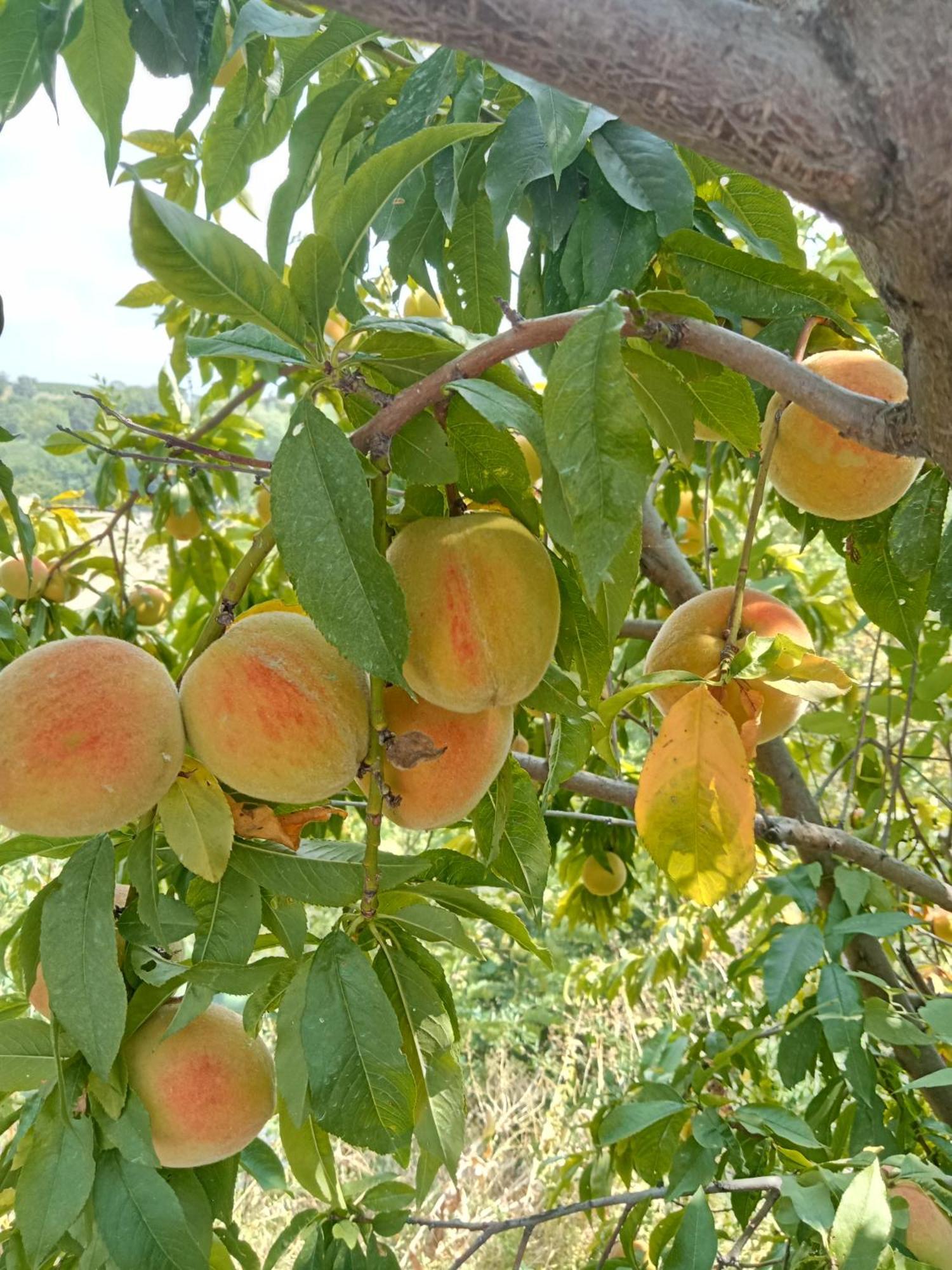Agriturismo Bric Di Gai Monforte dʼAlba Esterno foto